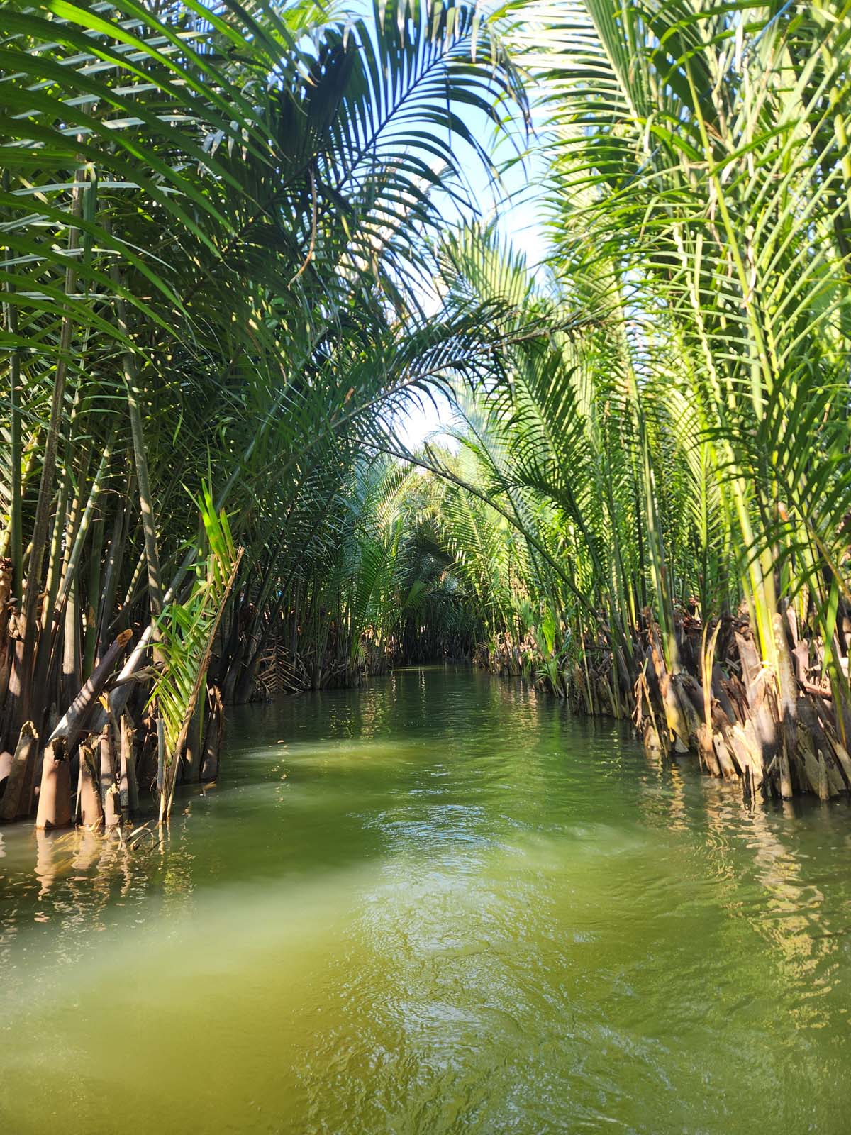 A photo of a channel of green water lined on either side by thick, dense palm trees sticking ten feet out of the water.