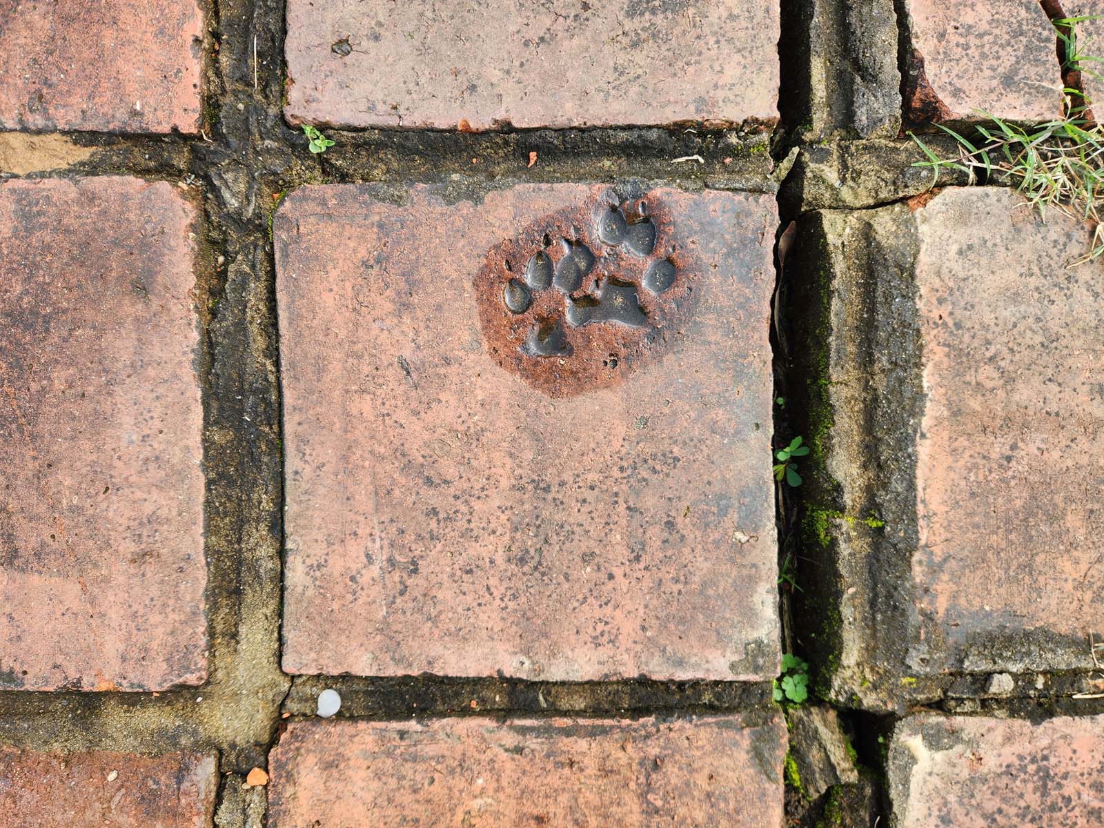 Two canine paw prints permanently impressed in a ceramic tile.