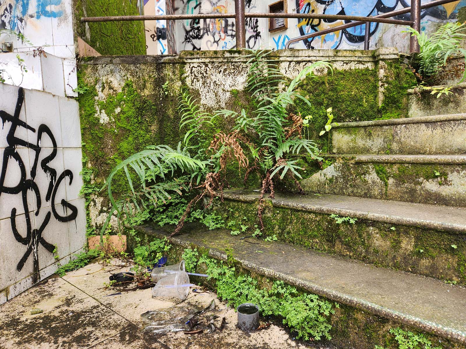 Ferns and moss grow prodigiously out of decaying concrete steps. Graffiti and discarded plastic cups are visible around the foliage.